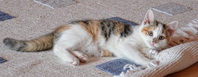 pet