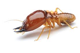 termites