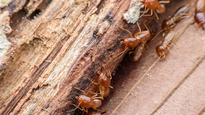 termites